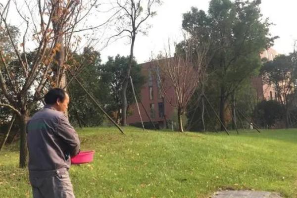 冬天怎么对草坪施肥，可利用机器直接进行撒施