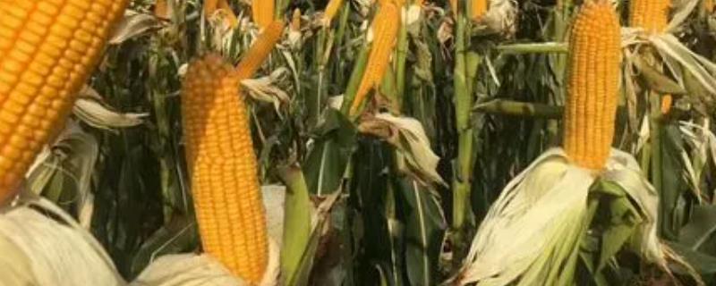 金诚508玉米种子介绍