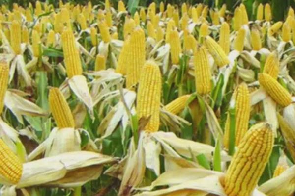 金诚508玉米种子介绍，生育期129天左右