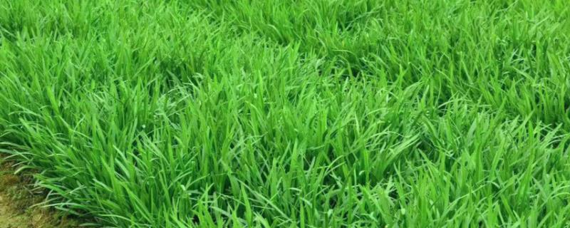 韭菜黄叶的整治技术
