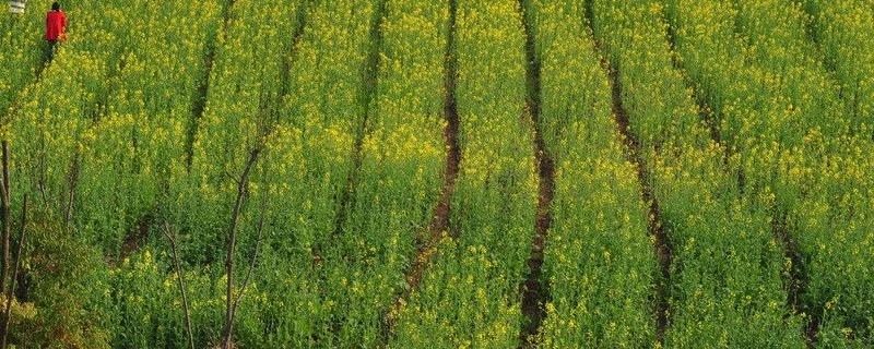 油菜需要什么肥料