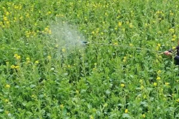 油菜需要什么肥料，需使用氮肥、磷肥、钾肥、硼肥等肥料
