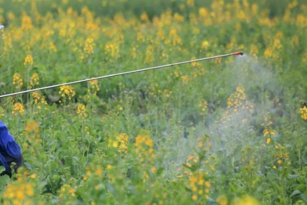 油菜需要什么肥料，需使用氮肥、磷肥、钾肥、硼肥等肥料