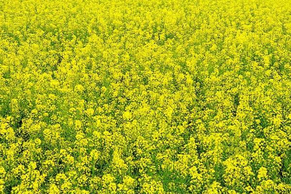 油菜需要什么肥料，需使用氮肥、磷肥、钾肥、硼肥等肥料