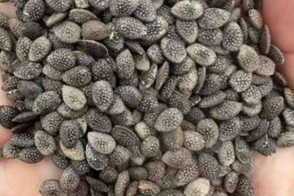 百香果有种子吗，就是被果肉包裹的籽