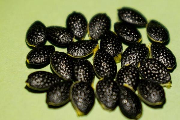百香果有种子吗，就是被果肉包裹的籽