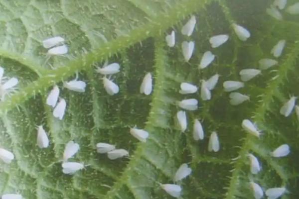 粉虱的危害，若虫和成虫会吸食汁液、导致植物衰弱