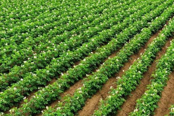 粉虱的危害，若虫和成虫会吸食汁液、导致植物衰弱