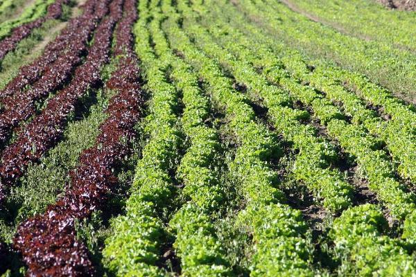 粉虱的危害，若虫和成虫会吸食汁液、导致植物衰弱