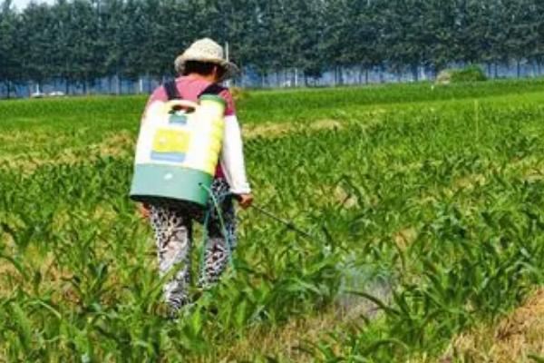 怎么防治玉米锈病，种植抗病品种是经济有效的措施
