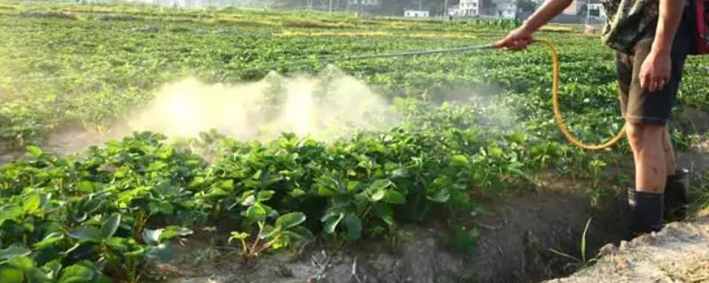 有哪些可以对草莓使用的杀菌剂