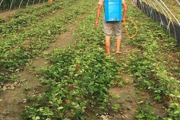 有哪些可以对草莓使用的杀菌剂，包括噻森铜、噻菌铜、乙蒜素等常见药物