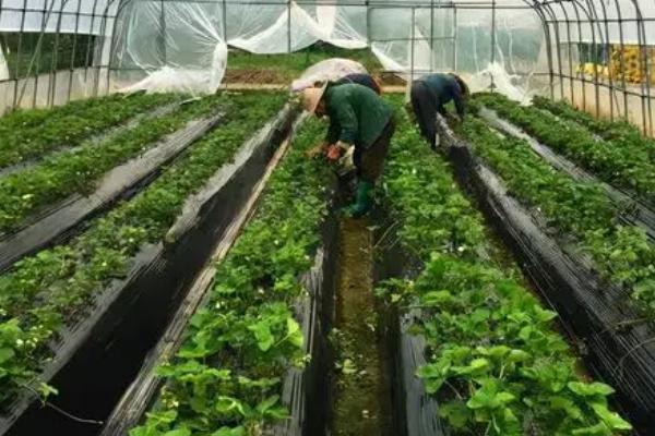 有哪些可以对草莓使用的杀菌剂，包括噻森铜、噻菌铜、乙蒜素等常见药物