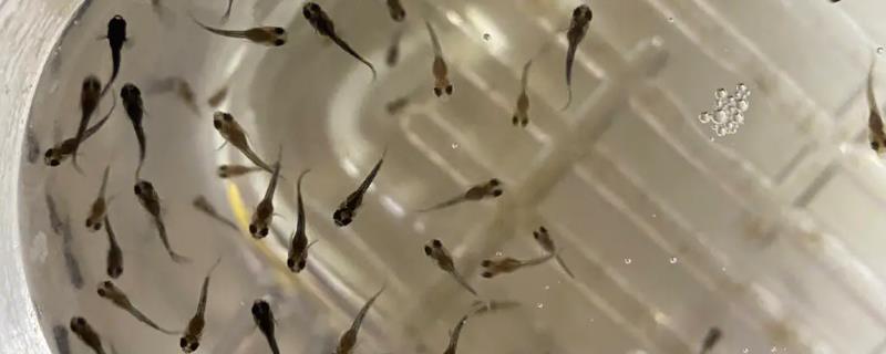 孔雀鱼苗吃什么长得快