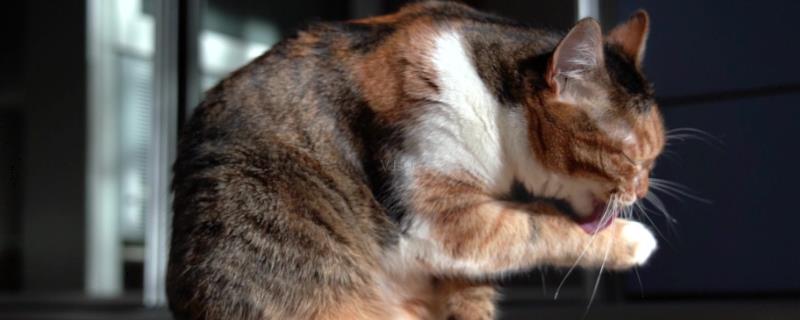 猫不吃化毛膏可以吗