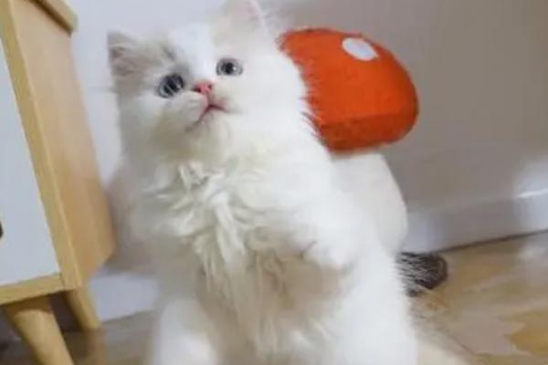 猫不吃化毛膏可以吗，可以不吃但需要其他化毛产品代替