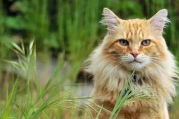 猫不吃化毛膏可以吗，可以不吃但需要其他化毛产品代替