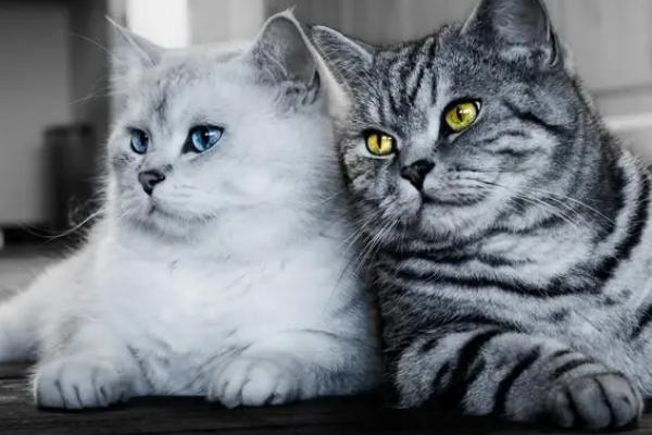 猫不吃化毛膏可以吗，可以不吃但需要其他化毛产品代替