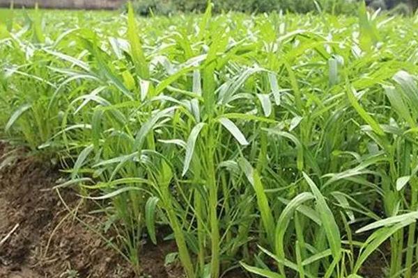 空心菜多久施一次肥，每隔1-2周施肥一次