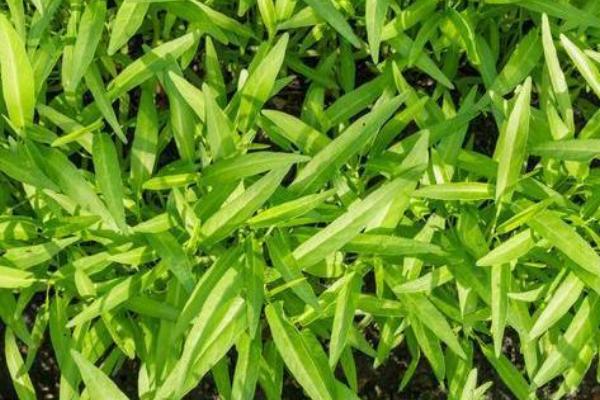 空心菜多久施一次肥，每隔1-2周施肥一次