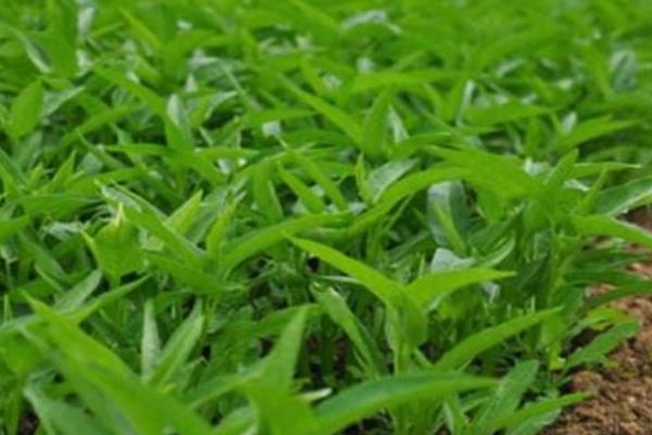 空心菜多久施一次肥，每隔1-2周施肥一次
