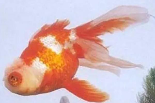 五鳍相逢好不好养，对水质的要求不严格比较好养