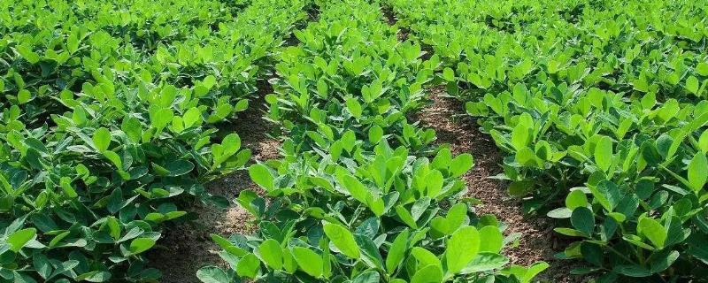 麦套花生怎么施肥