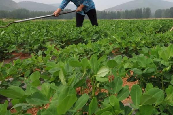 麦套花生怎么施肥，苗期要早施氮肥、结荚期之前要施足磷肥