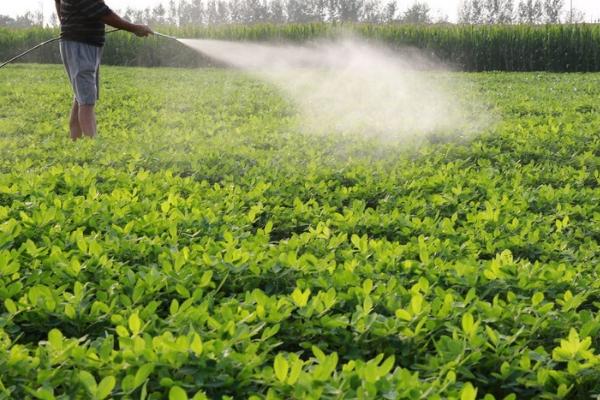 麦套花生怎么施肥，苗期要早施氮肥、结荚期之前要施足磷肥