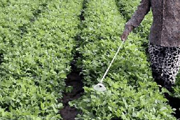 麦套花生怎么施肥，苗期要早施氮肥、结荚期之前要施足磷肥