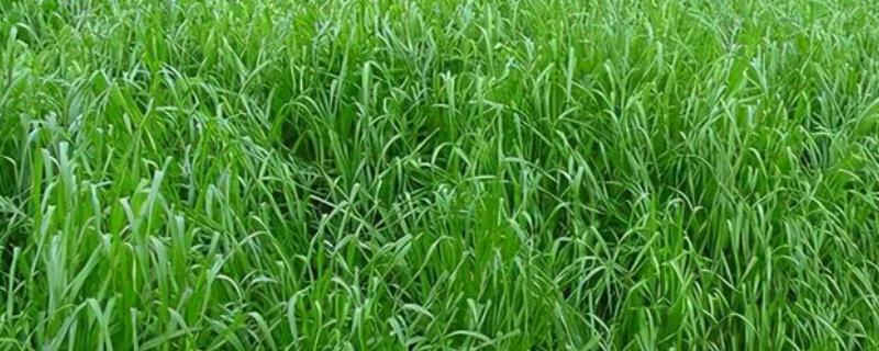 黑麦草高产方法