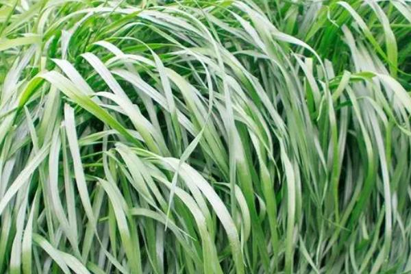 黑麦草高产方法，每次收割都要追施氮肥