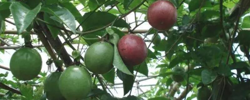 百香果要多久才能成熟