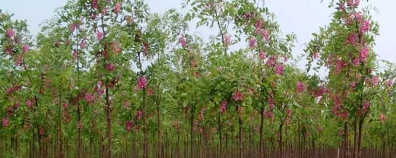 香花槐会结种子吗
