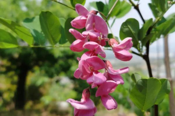 香花槐会结种子吗，无荚果是不结种子的