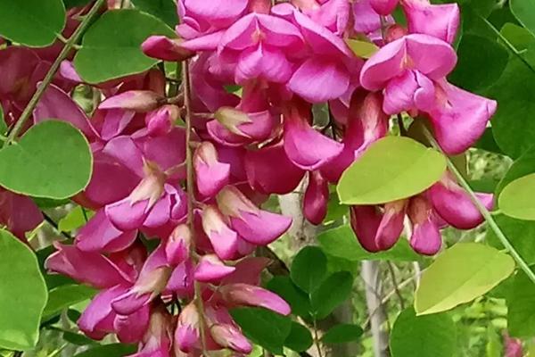 香花槐会结种子吗，无荚果是不结种子的
