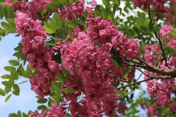 香花槐会结种子吗，无荚果是不结种子的