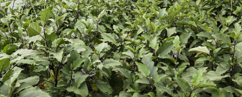 大棚茄子病虫害怎么防治