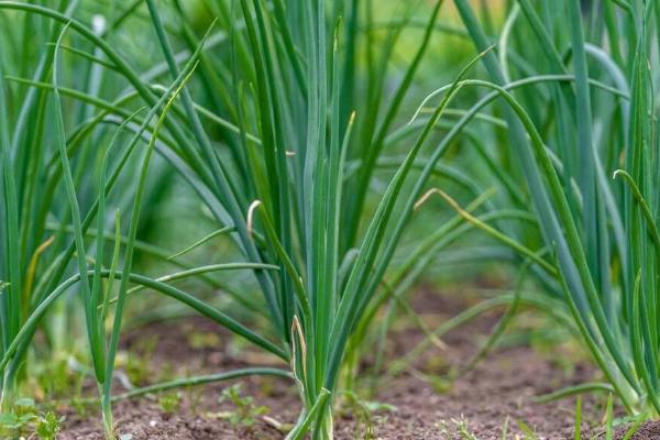 栽葱怎么避免烂根，种植前可深翻土壤并喷洒杀菌药剂
