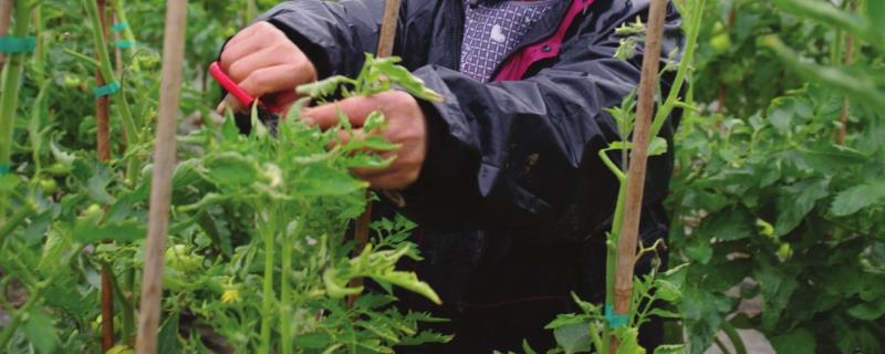 西红柿打叶原则