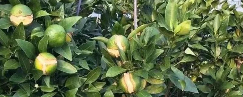 柑橘果实为何会开裂