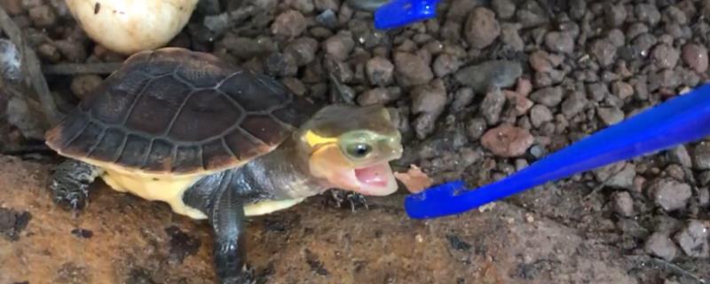 小乌龟吃不吃鱼食
