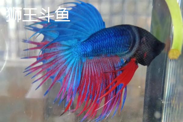 泰国斗鱼能否和金鱼混养，二者的习性有较大差异、不宜混养