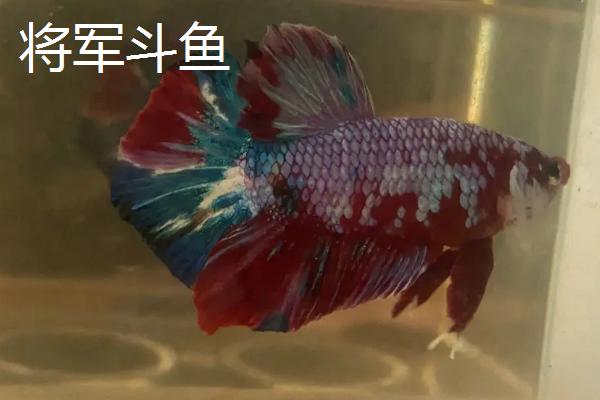 泰国斗鱼能否和金鱼混养，二者的习性有较大差异、不宜混养