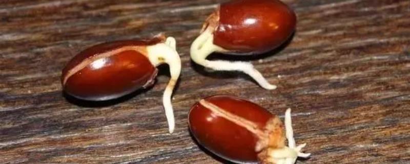 荔枝种子种植技巧