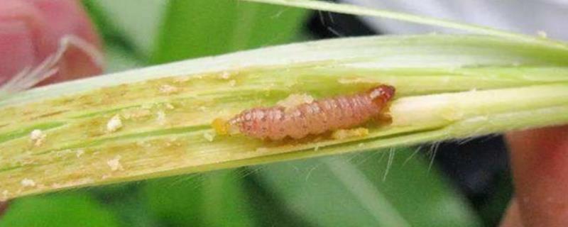 水稻钻心虫什么时候防治好