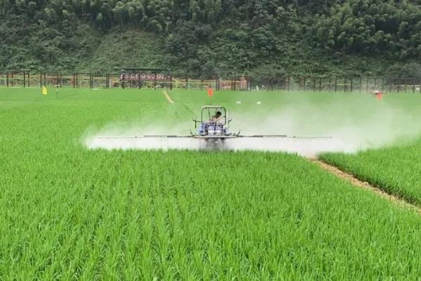 水稻钻心虫什么时候防治好，应在幼虫钻蛀进入稻株前用药