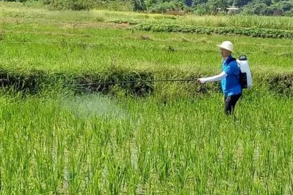 水稻钻心虫什么时候防治好，应在幼虫钻蛀进入稻株前用药