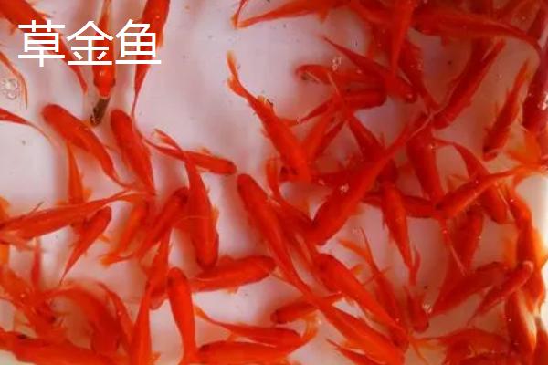 草金鱼和锦鲤有什么区别，锦鲤有须、草金鱼没有须