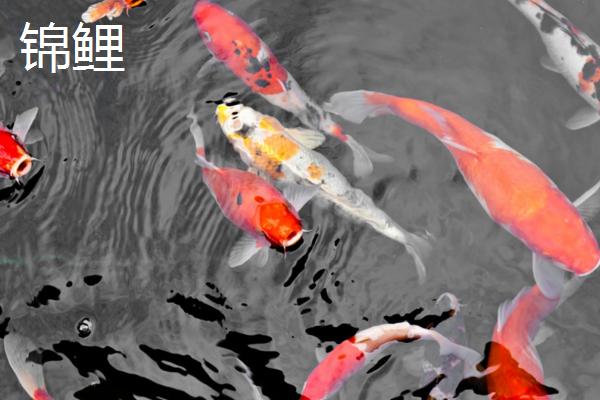 草金鱼和锦鲤有什么区别，锦鲤有须、草金鱼没有须